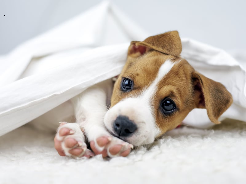 Energetic, bold and tenacious - the Jack Russell Terrier can become hyperactive without firm training and exhibit aggressive behaviour such as nipping, snapping and chasing.