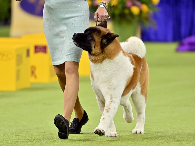 The Akita is essentially Japan's equivalent of the German Shepherd - commonly used as police and guard dogs. Again, it's important to make sure its natural aggression is put to good use.