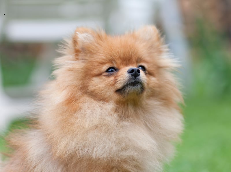 The may look like fluffy balls of fun, but the German Spitz has a reputation of being highly suspicious of strangers - both human and canine. They can be highly reactive, lashing out when nervous.