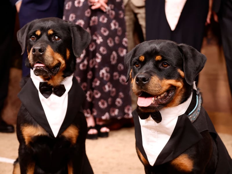 While the Rottweiler's reputation for uncontrolled aggression is slightly unfair, it is a breed of dog that has the potential to be aggressive. The dog's upbringing is key - a well-trained Rottweiler with an experienced owner can be a placid and loving dog, but this isn't a breed for novices. 