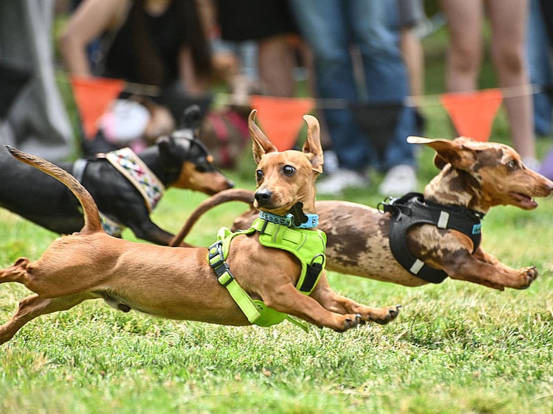 Ask any Dachshund owner and they will confess that their adored pup isn't always the easiest pet to have in the house. Sausage Dogs are notoriously badly behaved and are not averse to turning to snarls, growls and nips if they aren't getting their own way. 