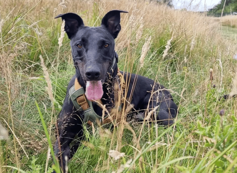 Stefan is a big, handsome lad who quickly makes friends with everyone he meets! He is a friendly and confident chap, but fairly independent and isn’t really interested in seeking too much attention from his humans. Stefan loves getting out and about exploring on his walks – he has particularly enjoyed bounding through the long grass in the shelter's big field!
