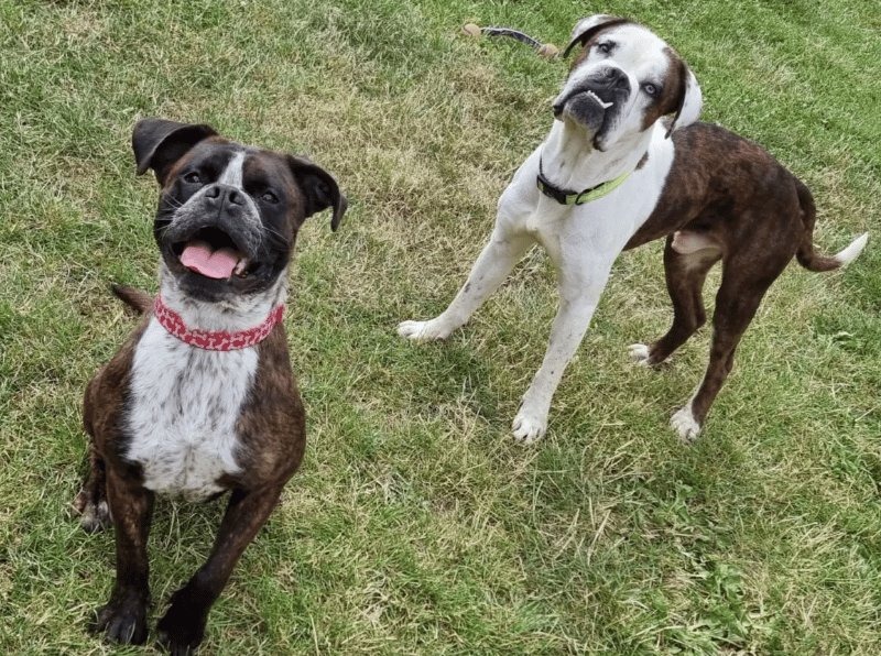 Ruddy and Sahara are a wonderful pair of siblings, they are littermates who have never spent a day apart! Ruddy (right) is the more confident of the pair, Sahara (left) can be a little more worried and gains a lot of confidence from being with Ruddy – she definitely feels more insecure when he isn’t by her side.