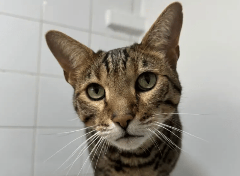 Zippy is a big friendly boy who is full of character! He is a very vocal and sociable lad, always chatting away to staff and volunteers – asking for some attention. He enjoys lazing in his cosy bed and can appear a little aloof at times, but he just enjoys taking everything in.
