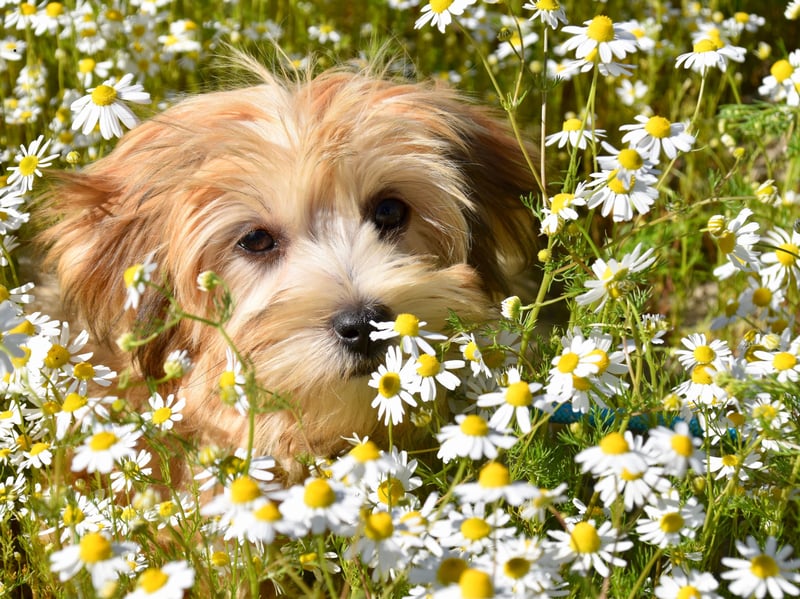 A more diminuative pup that doesn't suffer from the 'small dog syndrome' that often leads to aggression is the Havanese. These dogs were originally bred in Cuba and just like to snuggle up with their owner. If they aren't able to they may get a little grumpy, but never aggressive.