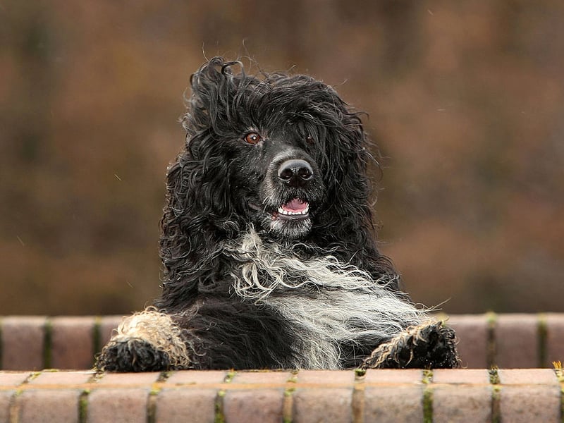 Sometimes aggression can be caused due to a lack of understanding so often the most intelligent dogs can be the least aggressive. The Portuguese Water Dog is one such bright spark that has the added bonus of being low-shedding so suitable for allergy sufferers.