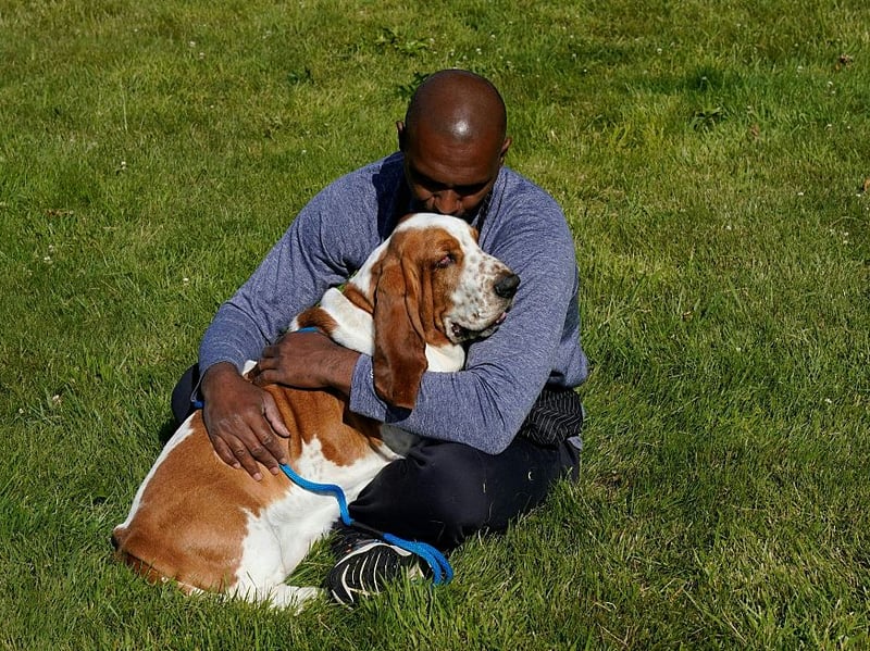 It takes serious amounts of energy to be aggressive - reserves that the notoriously lazy Basset Hound will be loath to dip into unless really needed.
