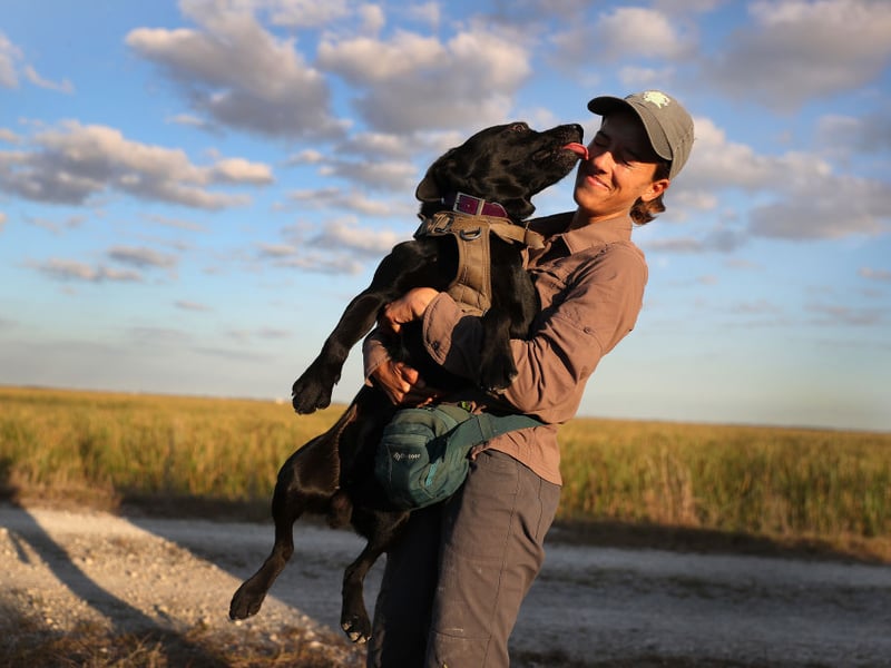 One of the reasons that the Labrador Retriever is the world's most popular dog is its lack of aggression. Vigorous licking of faces is the main thing to look out for with this good natured breed.