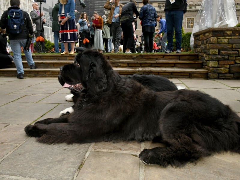 The huge Newfoundland is the very definition of a gentle giant. Their lack of aggression means that they are known as 'nanny dogs' due to their gentle nature and the fact that they get on so well with young children.