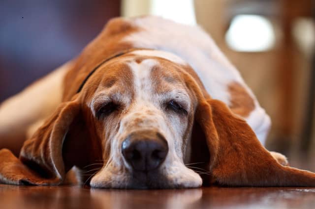 This is about as aggressive as the Basset Hound tends to get. Terrifying,