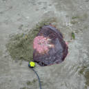 Lion’s Mane Jellyfish found in Salthill