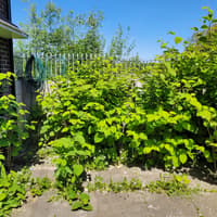 Galway City Council investigating environmental breaches involving Japanese knotweed