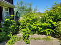 Japanese knotweed stock image