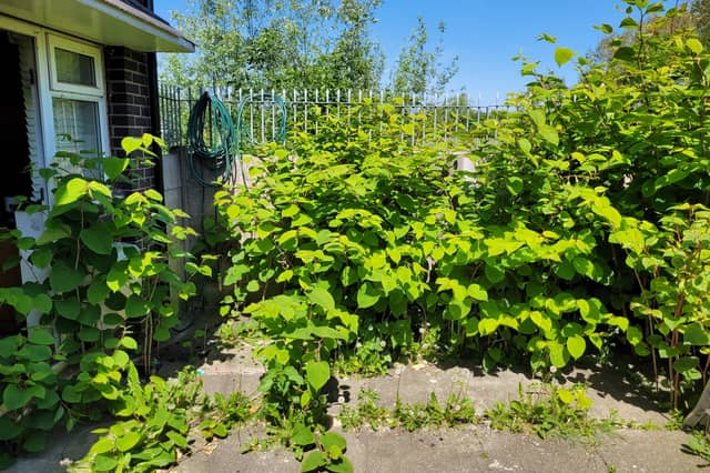 Japanese knotweed stock image