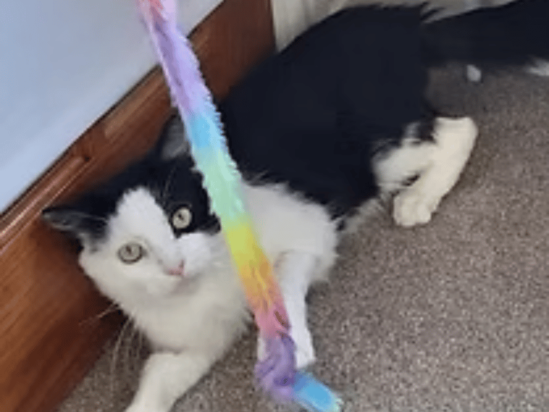 Having fully recovered from a stress-induced blocked bladder, calm and quiet Bowie has found his voice again and loves showing his affection with soft meows. He gets engrossed in his furry toys, enjoys being brushed and stroked, and is looking for a loving home with safe outdoor access.