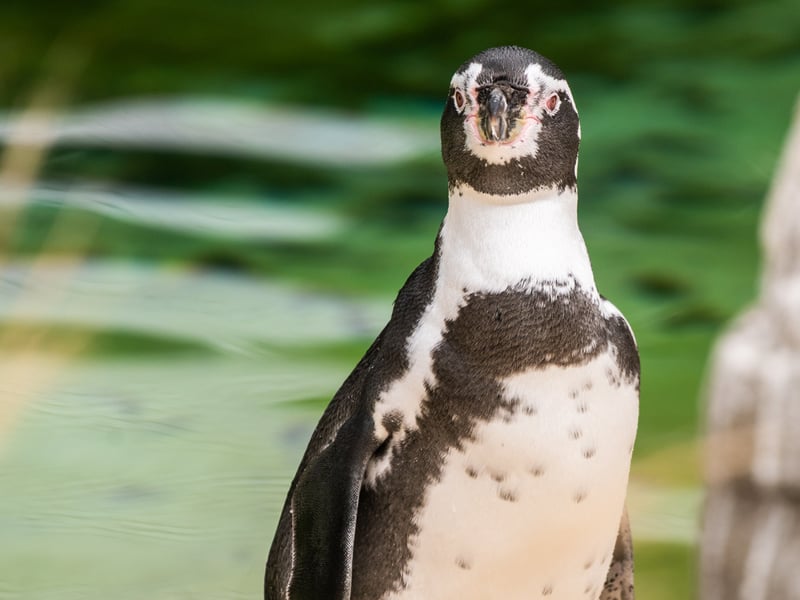 The animals at Lotherton Hall near Leeds. Pictured Humboldt Penguins. 