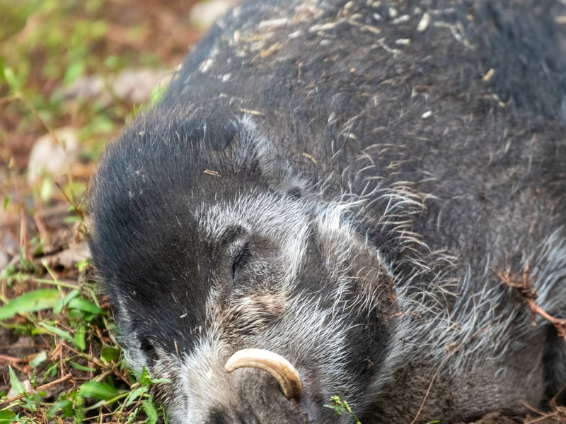 The animals at Lotherton Hall near Leeds. Pictured Visayan Warty Pigs. 