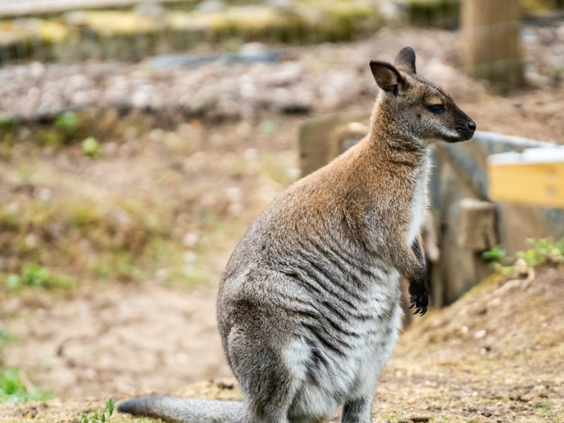 The animals at Lotherton Hall near Leeds. Pictured Red-Necked Wallaby. 
