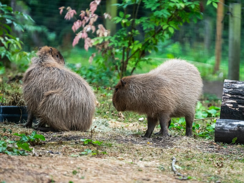 The animals at Lotherton Hall near Leeds. Pictured Capybara. 