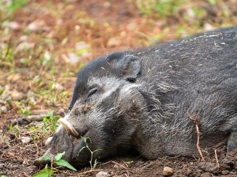 The animals at Lotherton Hall near Leeds. Pictured Visayan Warty Pigs.