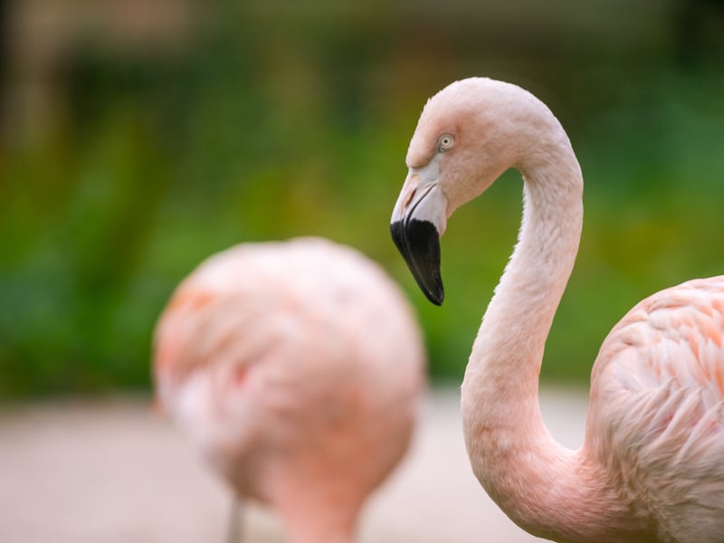 The animals at Lotherton Hall near Leeds. Pictured Chilean Flamingo. 