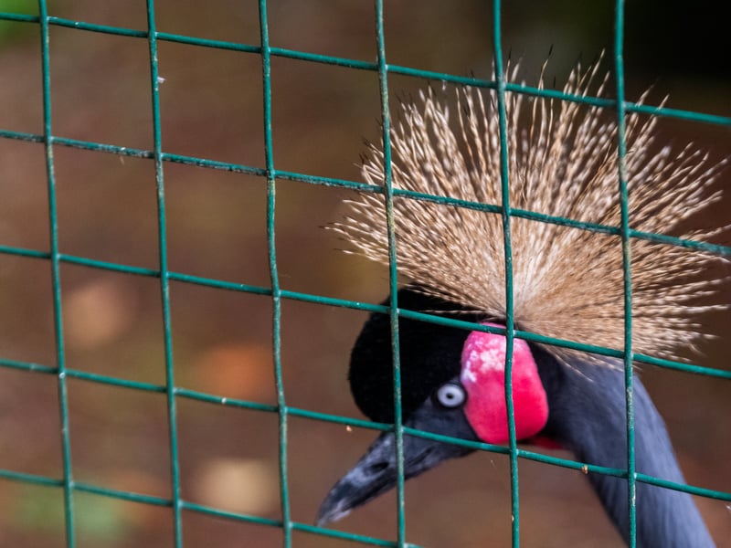 The animals at Lotherton Hall near Leeds. Pictured Black Crowned Crane. 