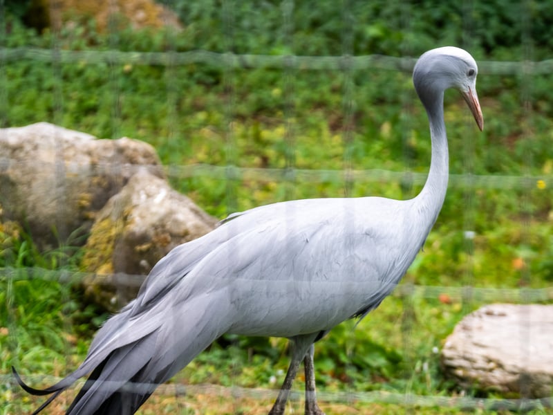The animals at Lotherton Hall near Leeds. Pictured Stanley Crane. 