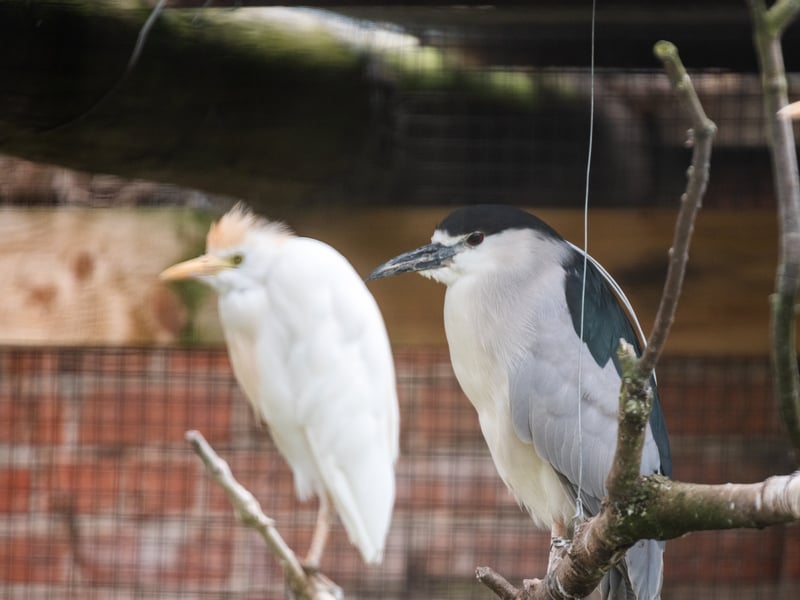 The animals at Lotherton Hall near Leeds. Pictured Black-Crowned Night Heron. 