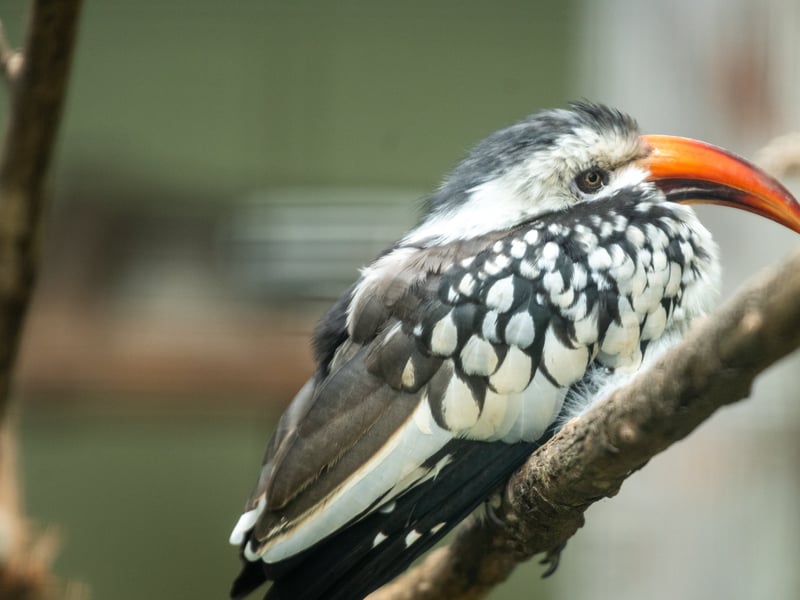The animals at Lotherton Hall near Leeds. Pictured Red-Billed Hornbill. 