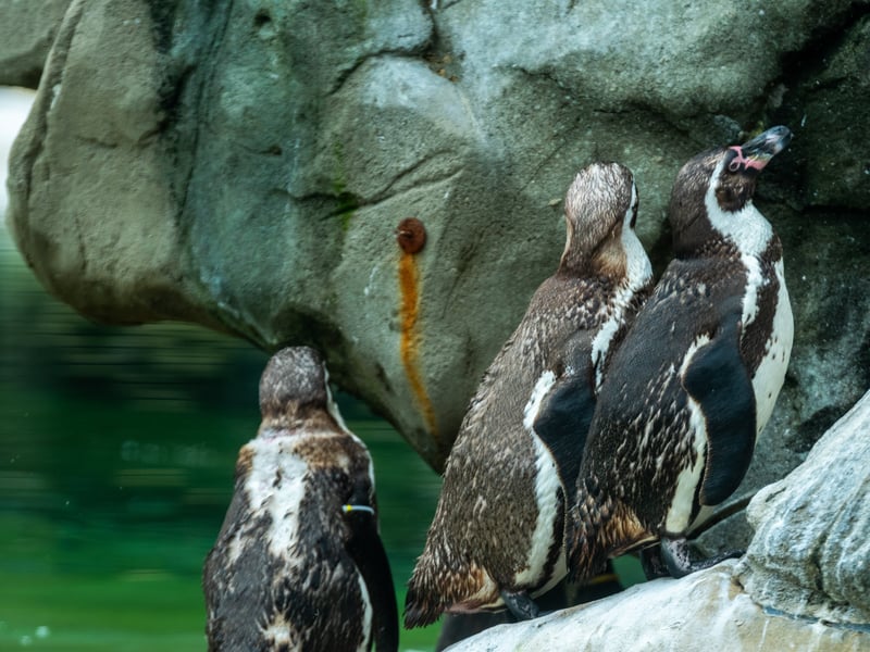 The animals at Lotherton Hall near Leeds. Pictured Humboldt Penguins.