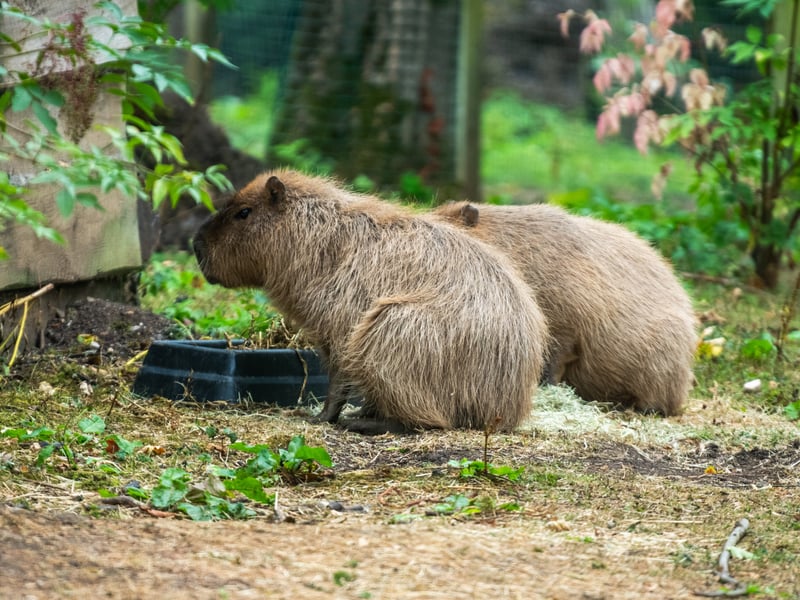 The animals at Lotherton Hall near Leeds. Pictured Capybara. 