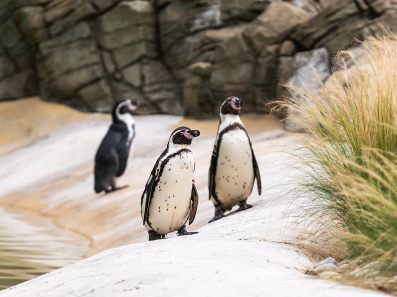 The animals at Lotherton Hall near Leeds. Pictured Humboldt Penguins.
