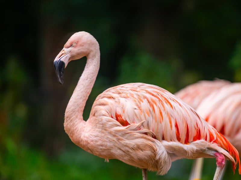 The animals at Lotherton Hall near Leeds. Pictured Chilean Flamingo.