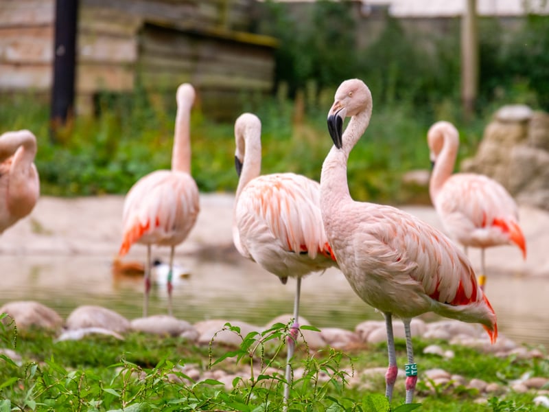 The animals at Lotherton Hall near Leeds. Pictured Chilean Flamingo.