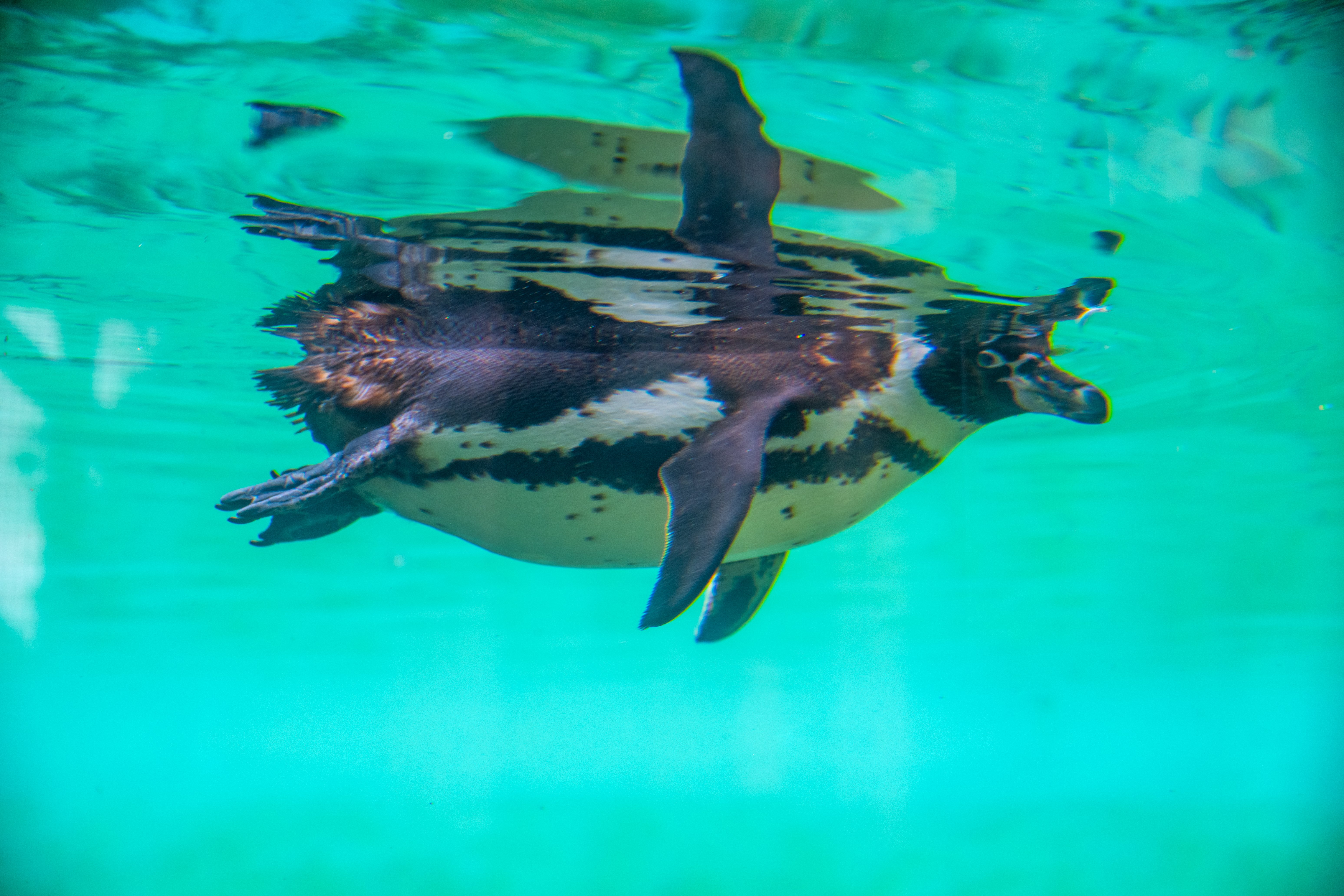 The animals at Lotherton Hall near Leeds. Pictured Humboldt Penguins.