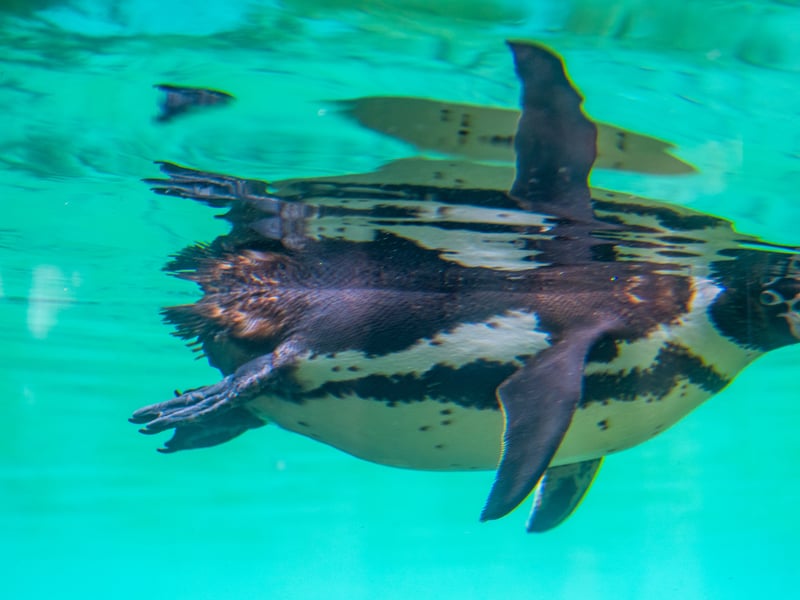 The animals at Lotherton Hall near Leeds. Pictured Humboldt Penguins.
