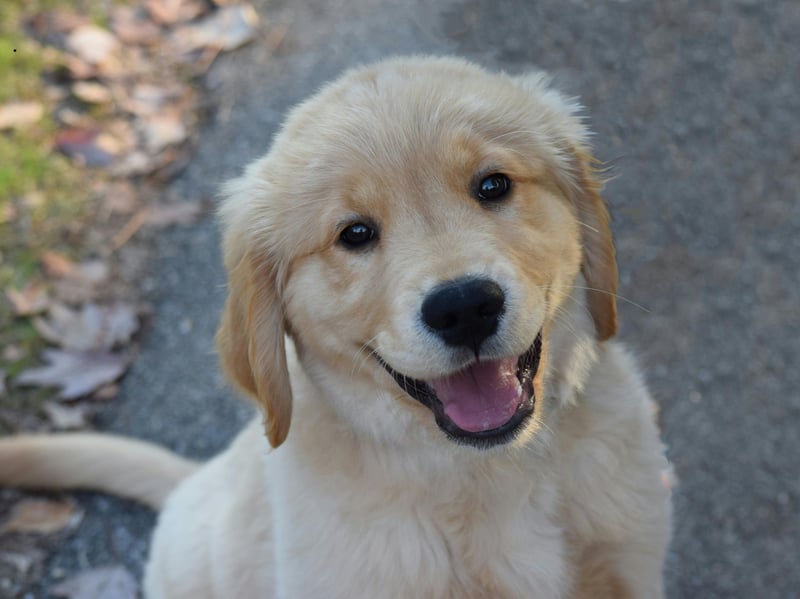 These ultra-friendly dogs make the perfect companion - but they are also prone to damage, coming in as the tenth most destructive breed - with an annual cost of £171.
