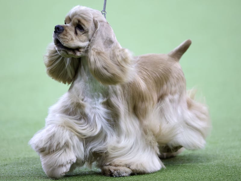 We've known Cocker Spaniels who wag their tails so much that they continue even when they are asleep. This is a happy breed that embrace life to the full - always looking for the next adventure.