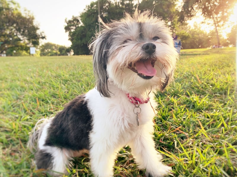 Havanese dogs are social butterflies who adore human companionship - like The Carpenters, they just want to be 'Close to You'. Their bouncy, cheerful personality and playful behavior make them thrive in loving homes where they get plenty of interaction. These happy wee dogs like being the centre of attention. 