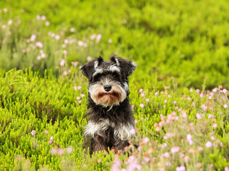 Schnauzers cost their owners an average of £212 in damage per year - above the national average for all dogs.