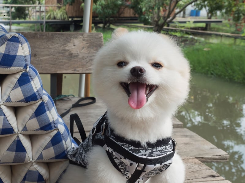 The foxy face of the Pomeranian Spitz is perfectly designed to deliver a winning smile. It's infectious too - pretty much guaranteed to get you grinning too. Look at that wee smile!