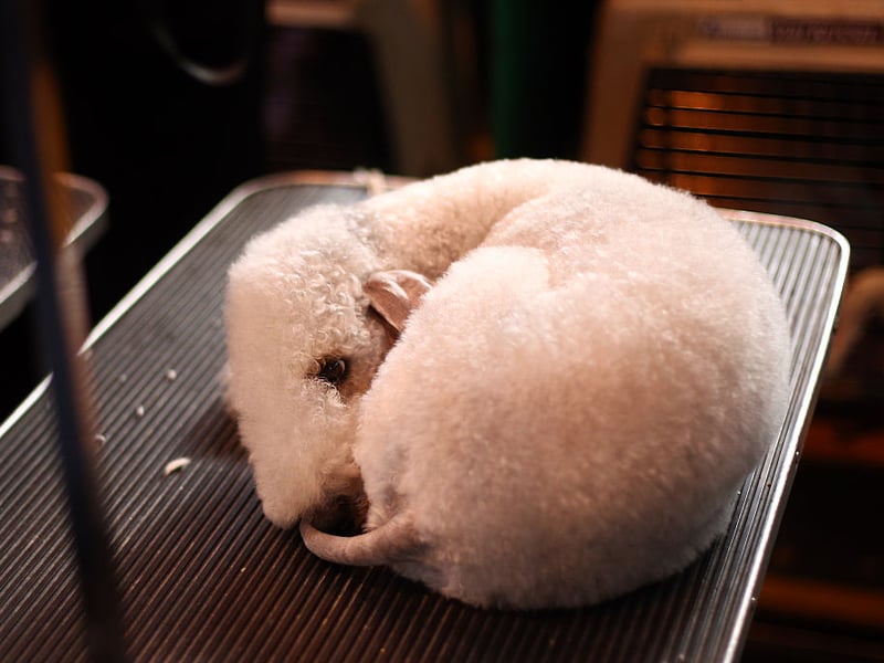 Several Bedlington Terriers have become 'Insta-famous' on social media due to their incredibly smiley faces. They may have been bred to hunt rats, but those Hollywood smiles are now more likely to catch the attention of cameras.