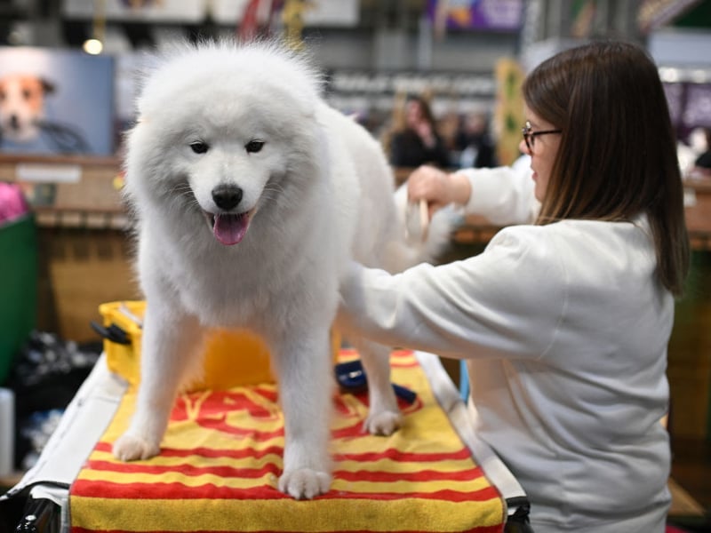 Nicknamed the 'Smiling Sammie', this breed literally looks like it’s grinning most of the time. It's the Joker of the dog world, without the evil schemes. Samoyeds are affectionate, sociable, and gentle, with a love for both play and snuggles that keeps them - and their owners - content. 