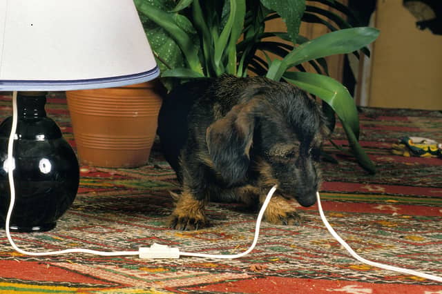Some breeds of dog are more likely to indulge in destructive behaviour than others.