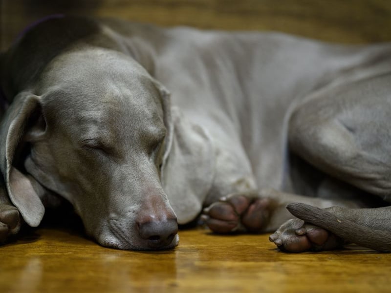 Perhaps because of their huge stature, Weimaraner dogs are rated as one of the most destructive dog breeds that you can own, with an average damage cost of £265 per year - much higher than the average of £164 per dog.