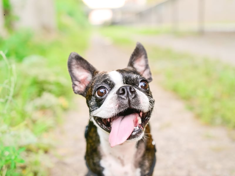 With their tuxedo-like coat and bright personality, Boston Terriers are natural entertainers - the dog that would most likely win a spot at the Royal Variety Performance. They are playful, affectionate, and humorous. Their love of clowning around and showing off, means they make everyone around them smile too.