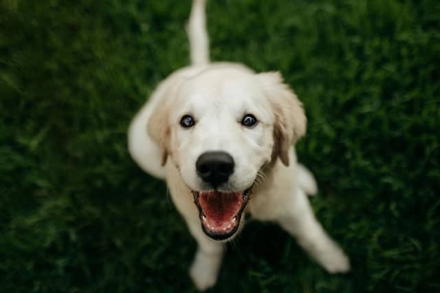 Some dog breeds have 'happy' as their default setting.