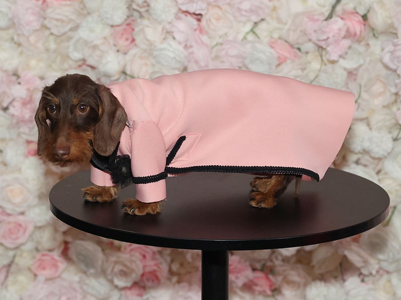 While they may look small and cute, a large number of Dachshund owners reported their furry friends causing damage in their homes, with an average annual cost of £177.