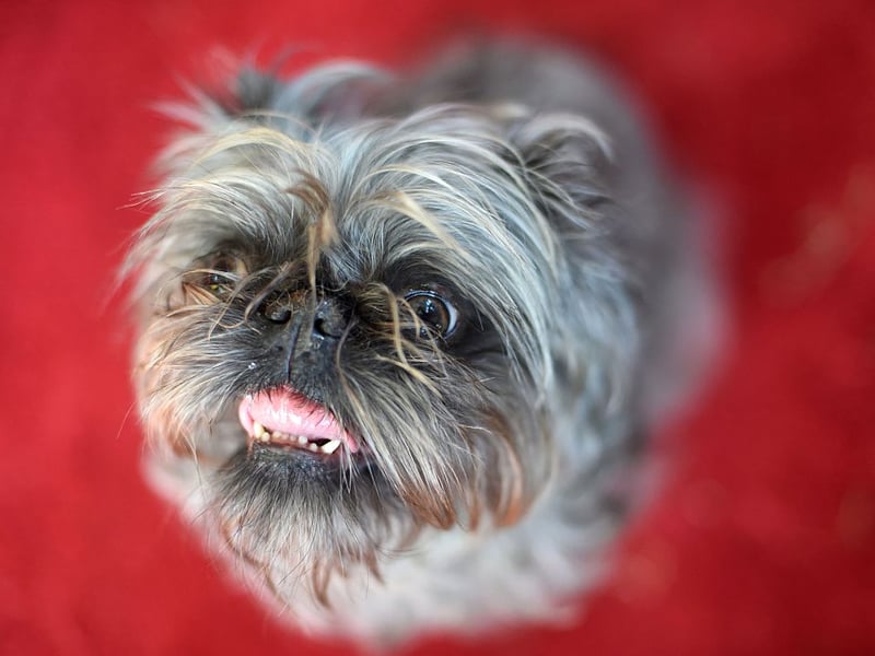 Another small dog breed overflowing with joie de vivre is the cheeky Brussels Griffon. Sometimes their cheeriness can grow into slight self-importance, but these wee pooches could never be described as glum or introverted. 
