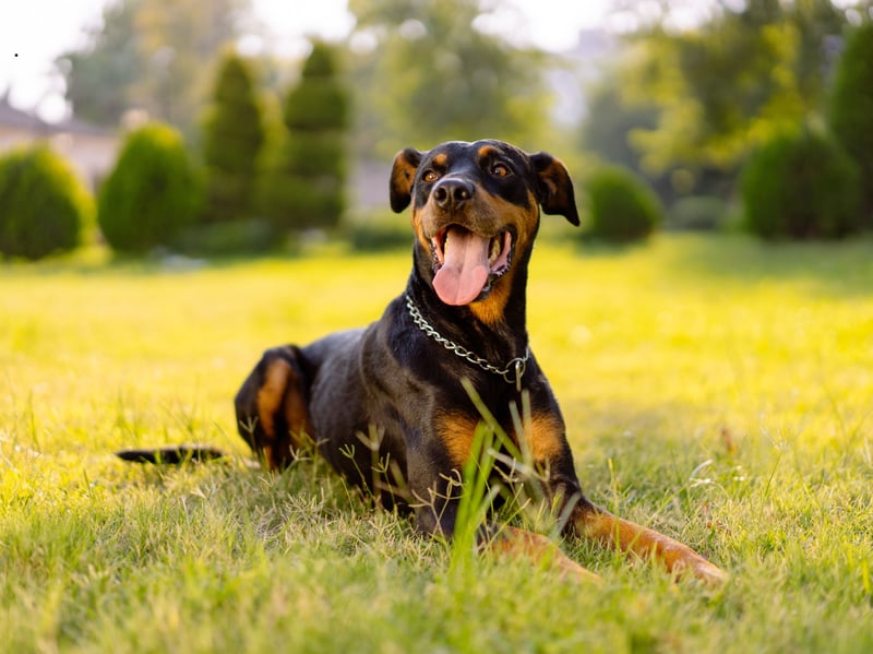 Often used as protection dogs, athletic and energetic Dobermans can cause damage to your home, with an average cost per year of £202. 